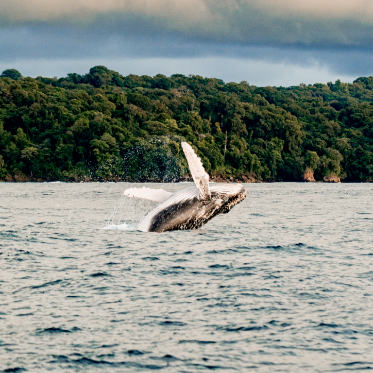 Ballenas-Nuqui-La martina